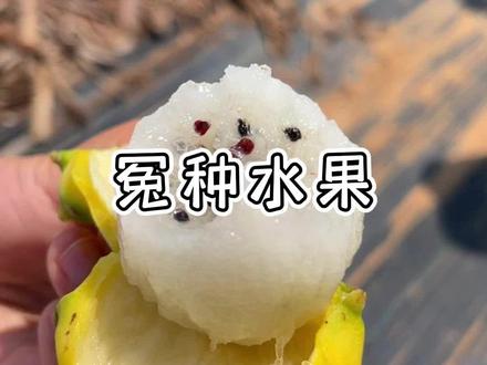 不敢轻易吃的一款水果,但爱美的闺蜜们非得要试试,你想试试吗?#三农 #海南 #燕窝果 #乡村守护人