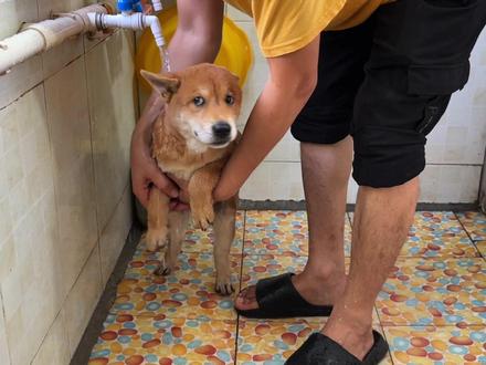 洗澡洗出猪叫声 #中华田园犬 #黄狗白面 #狗狗洗澡