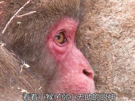 跨越种族的友谊,狗狗帮助猴子治愈受伤的心灵#善待动物关爱生命 #每个生命都应该被尊重 #万物皆有灵性