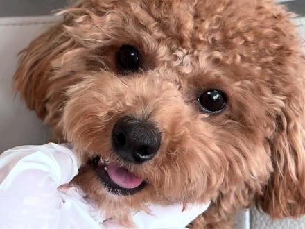 小狗微调后有什么变化💉#抖音宠物 #萌宠推荐官 #萌宠