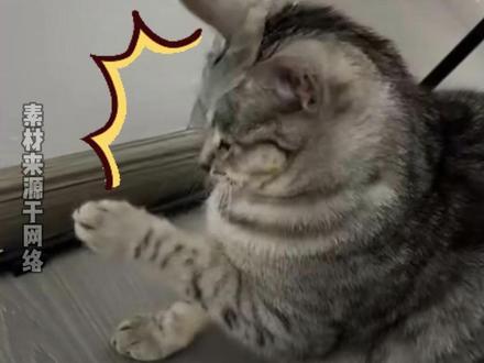 底层代码冲突中(素材来源:纳什之牙) #底层代码 #猫咪迷惑行为 #猫咪 #抽象 @纳什之牙