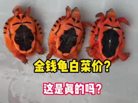 金钱龟如今白菜价了吗?#三线闭壳龟#萌宠 #乌龟