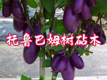 托鲁巴姆树是很好的嫁接砧木#种菜#托鲁巴姆砧木 #嫁接