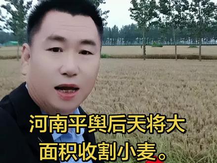 欢迎各地农机师傅到平舆收割小麦。#河南麦收