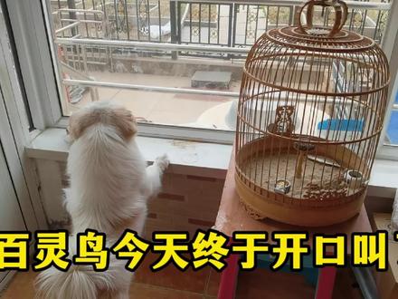 百灵鸟在老爸走后抑郁了,半年后今天终于开口了~~万物皆有灵。