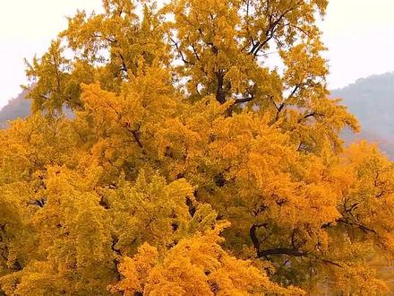 洛阳家乡深山里有400多颗千年银杏树,惊艳整个深秋,真希望有更多人看到这里美景,知道这里有个千年银杏林