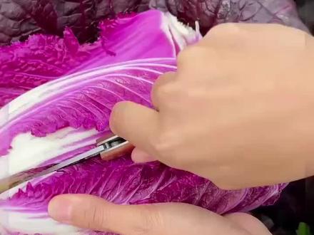 这个好看又好吃的紫白菜你见过吗?它营养丰富紫红的叶片含有丰富的花青素,用来凉拌或者炒菜都非常好吃!#紫白菜种子 #花卉绿植 #我的乡村生活