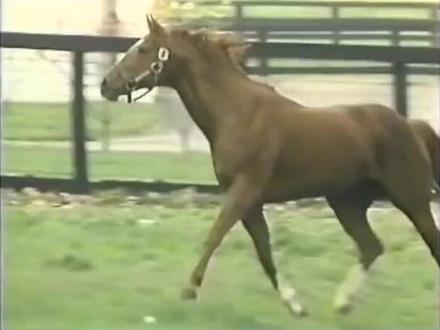 秘书处(Secretariat):史上最完美的赛马#名马传奇