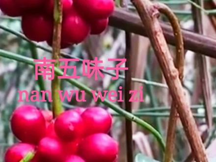#一日一植物 南五味子属木质藤本,别称:紫金藤、内红消等名,果实成熟红颜色甘甜可食#野生植物