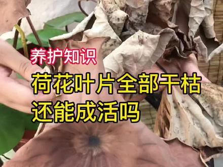荷花叶片干枯的友友们看过来,娜娜传授养护经验啦#我负责拍摄分享你负责欣赏 #请给手艺人一个关注双击支持 #养花人的乐趣