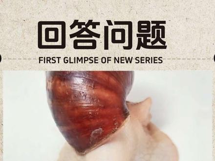 回答几个问题#爬宠 #白玉蜗牛 #宠物