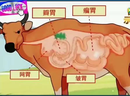 牛四个胃的消化过程动态图#养好胃的正确方法 #胃肠养生知识 #胃在身体哪个部位