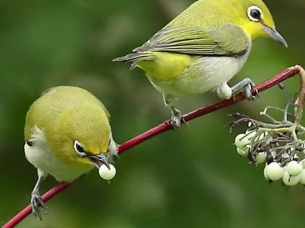 **暗绿绣眼鸟**是南方常见的灵动小精灵,体长仅10厘米左右,最醒目的特征是眼睛周围一圈白色绒羽,像戴着时尚白框眼镜👓。它们以花蜜和小虫为食,舌头特化成刷子状,能像吸管一样吸食木棉、荔枝花蜜,偶尔偷吃水果被果农嫌弃。这种小鸟性格活泼,常成群在枝头跳跃,发出"滋滋滋~啾"的魔性叫声。繁殖期会用草叶和蜘蛛丝搭建"豆腐渣工程"般的杯状巢,稍大的风就能吹得摇摇欲坠。特别爱干净,遇到水坑就会兴奋地扑腾洗澡,洗完还要晒个日光浴,萌态十足!#每天跟我涨知识 #创作者中心 #创作灵感 #爱鸟护鸟
部分视频素材来自网络,仅供科普使用,如有侵权请联系删除