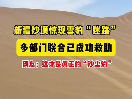 新疆沙漠惊现“迷路”雪豹,多部门联合救助成功。网友:这才是真正的“沙尘豹”(实习记者:赵玉彬 何聪)#雪豹 #沙尘豹 #神奇动物