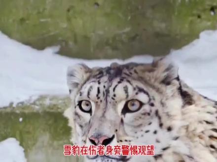 #新疆阿勒泰可可托海 滑雪场附近发现雪豹