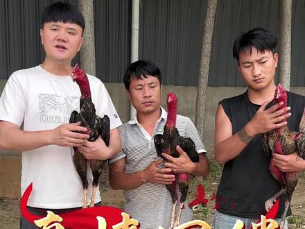 小胡斗鸡直播 明晚八点锁定胡哥的直播:点击预约直播、看高端斗鸡性价比。 #高质量斗鸡 #斗鸡爱好者 #斗鸡 #斗鸡文化 #斗鸡养殖