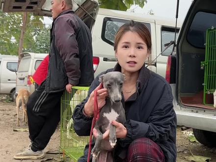 蓝色小灵缇#灵缇犬 #灵缇犬格力犬惠比特