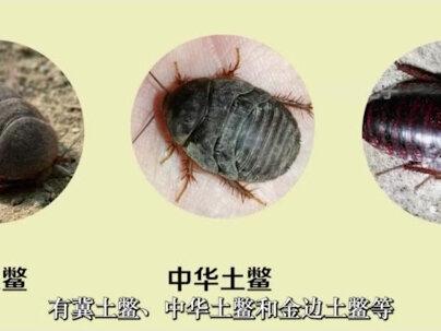 河南小伙养殖土鳖无法致富,专家2招帮他破解土鳖养殖难题! #三农 #创业 #土元 #来抖音学农技 #乡村守护人 @抖音三农