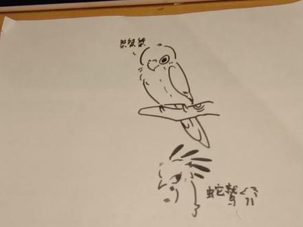 蛇鹫是谁要看的 我真的把握不好她的样子!
#画小鸟最简单的方法 #鸟类手绘 #蛇鹫#简笔画