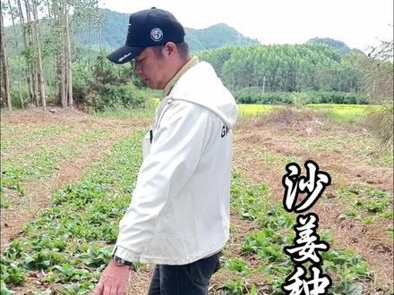 沙姜种植收购#沙姜#三农#中药材