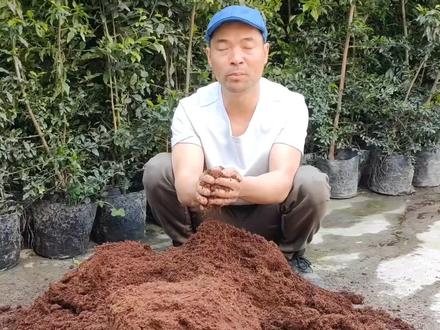 #抖音新农人 很多朋友私问我种金弹子用什么样的植料,今天我给新手朋友讲一讲我的植料组合,视频有点长,视频后边的内容很关键,请喜欢金弹子的朋友观看完并关注我。#我的乡村生活 #造型盆景 #金弹子盆景