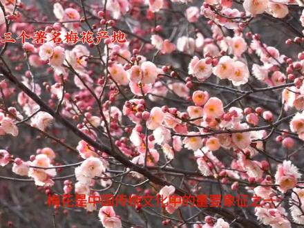 #我要上热门 中国🇨🇳的梅花前世今生#上热门 #热门 #旅行 #美食
