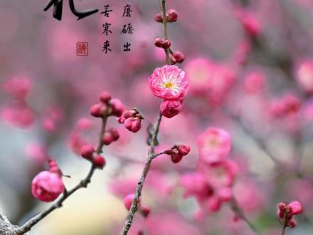 梅花开了怎么拍,试试这几个技巧你也拍出好看的照片 #梅花开了 #手机摄影 #手机拍摄技巧 #手机摄影教学 #看看你们拍的花