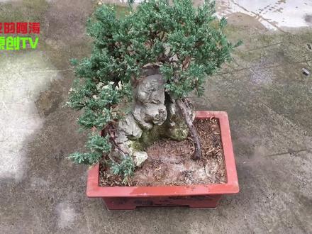 刺柏干枯不要急,教你个“小方法”,2个月恢复生机,管用