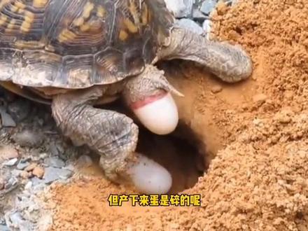 你的龟还在用网格产蛋?看看这个视频希望能帮助到你#龟 #养龟日常 #养龟 #乌龟产蛋 #乌龟繁殖