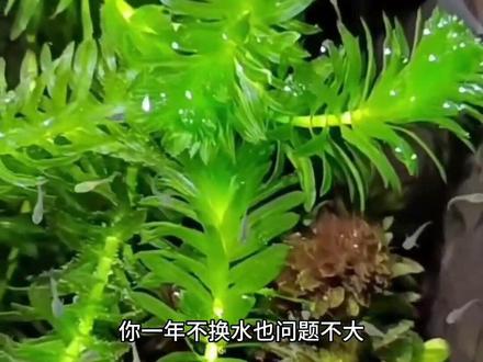 注意这几点,你的蜈蚣草也能轻松爆缸#阴性水草#不用种植的水草#种植水草#鱼缸造景#养鱼