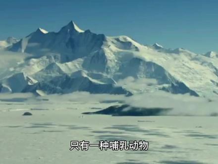 海豹把冰封的洋面凿出透气的洞,不仅是为了生存,更是为了繁衍。#海豹 #海洋动物 #动物世界 #动物科普 #动物趣事 #科普一下 #科普知识