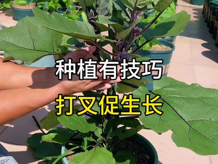种菜巧整枝打杈促高产#蔬菜种植 #三农种植 #种植小技巧 #农业技术科普 #种植技术分享