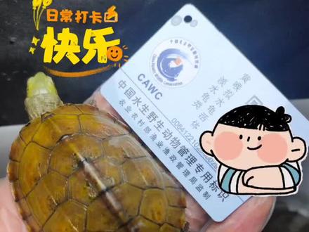 标识化管理水生野生动物#合法养龟 #养龟 #皖喉