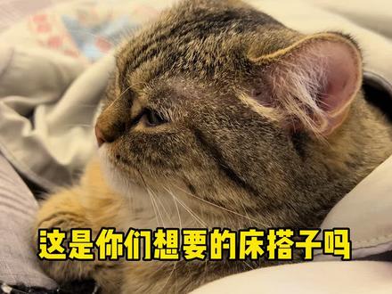 有点灰这个床搭子也太舒服了!手可以架在毛茸茸的背上,像扶在按摩椅上一样,立马就睡着了🥹 #萌宠出道计划 #有点灰 #这就是我的床搭子