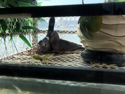 野生斑鸠502集 怎么区别雄性和雌性斑鸠?今天特意拿出一集来讲😃