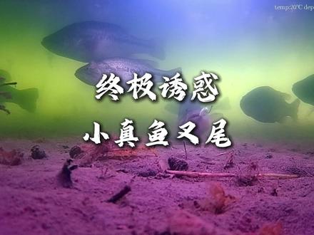 这个冬季的倒吊就交给小真鱼叉尾~ #飞蚂蚁小真鱼叉尾