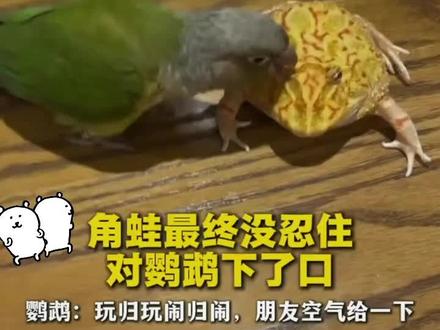 角蛙与鹦鹉的爱恨情仇#角蛙#鹦鹉