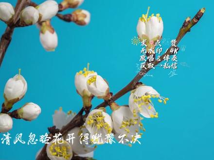 《咏春》4k完整版mv丨七朵组合:别辜负眼前季节 #七朵组合 #咏春 “七朵”组合演唱的《咏春》不仅仅是在描写春天的景色,更像是一部精致的春日微电影。它通过细腻的意象,描绘了一个少女在冬去春来之际,从对过往情感的执着与等待,逐渐转变为释怀与成长的心路历程。#高清视频mv #led显示屏 可用#完整版歌曲