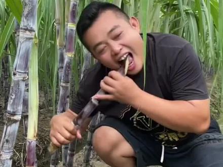 甘蔗甜不甜不重要,重要的是这比密室逃脱还刺激啊#偷甘蔗