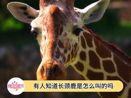 原来长颈鹿的叫声是这样的啊#长颈鹿 #神奇动物在抖音