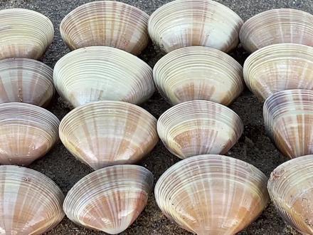 大庆赶海捡到比手还要大的生蚝,一片黄蛤躲在沙子里