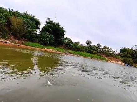 降温的鱼口根本停不下来。 #冬天钓鱼 #城市渔仓