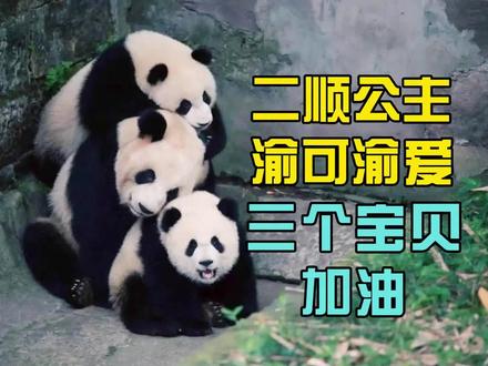 谁也不想二顺过早离开孩子 为了二顺身体别无选择,分离并不代表结束,而是他们通往下一阶段的开始。#大熊猫二顺 #大熊猫渝可渝爱 #来这里吸熊猫 #不止我一个想rua大熊猫