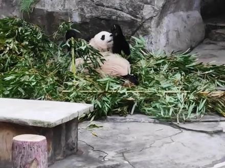 男子拿罐装可乐扔向大熊猫 正在吃竹子的兰香受到惊吓
网友爆料扔可乐男子已被警方带走#大熊猫#国宝熊猫