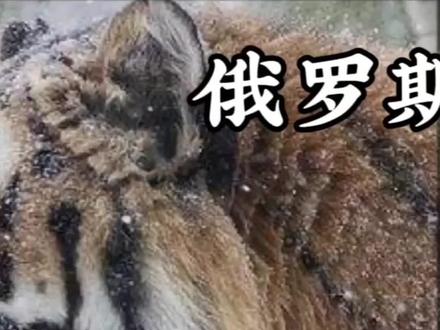 因冬季食物匮乏,东北虎跑到村庄捕捉家犬,却被人们用陷阱捉到#纪录片 #动物世界 #老虎 #俄罗斯