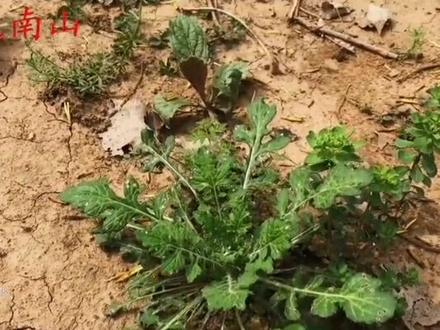 泥胡菜又叫石灰菜,是个宝,看看到底有啥用?30元一斤