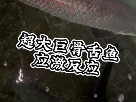 超大巨骨舌鱼运输应激,抓紧调节渗透压#养鱼人 #巨骨舌鱼 #养鱼日记