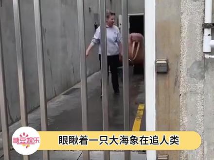 大海象比你想的可爱的多~#神奇动物在抖音 #海象