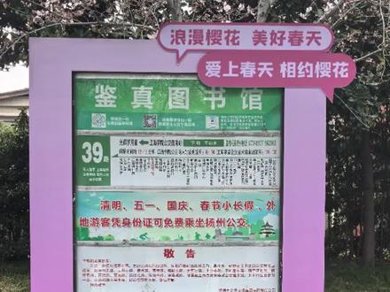 扬州公交赏樱专线今起开通