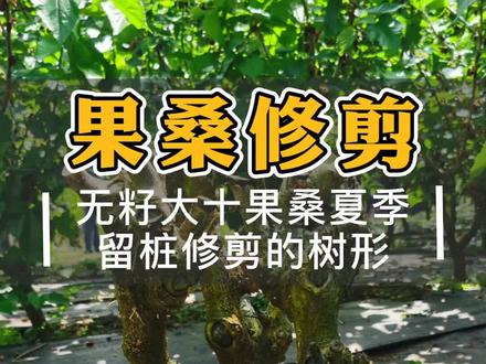 #无籽大十 和适合夏季重剪,#长果桑 和#香金葚 适合乔化修剪#韩国大白珍珠